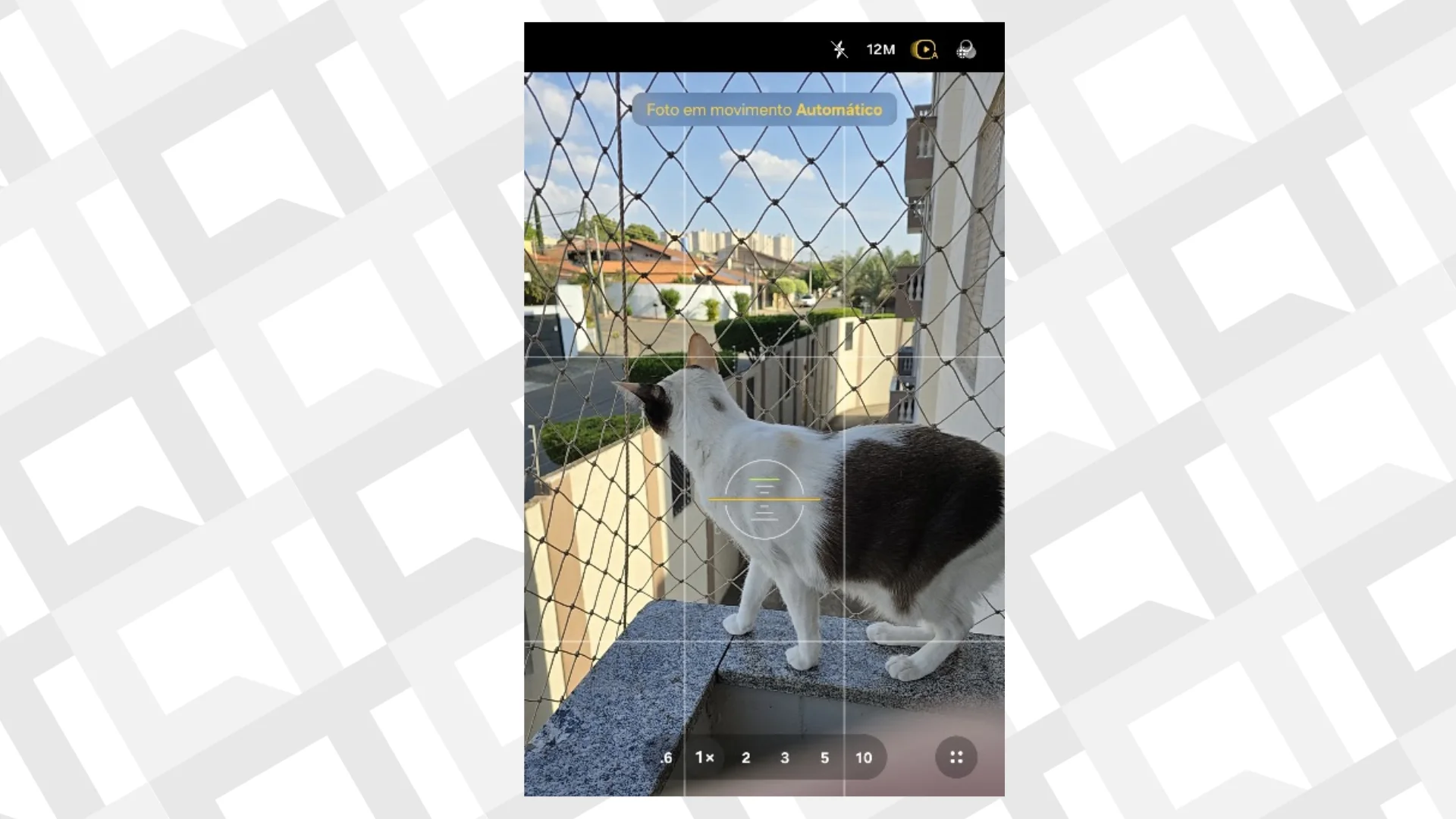 5 dicas para tirar fotos melhores dos seus pets