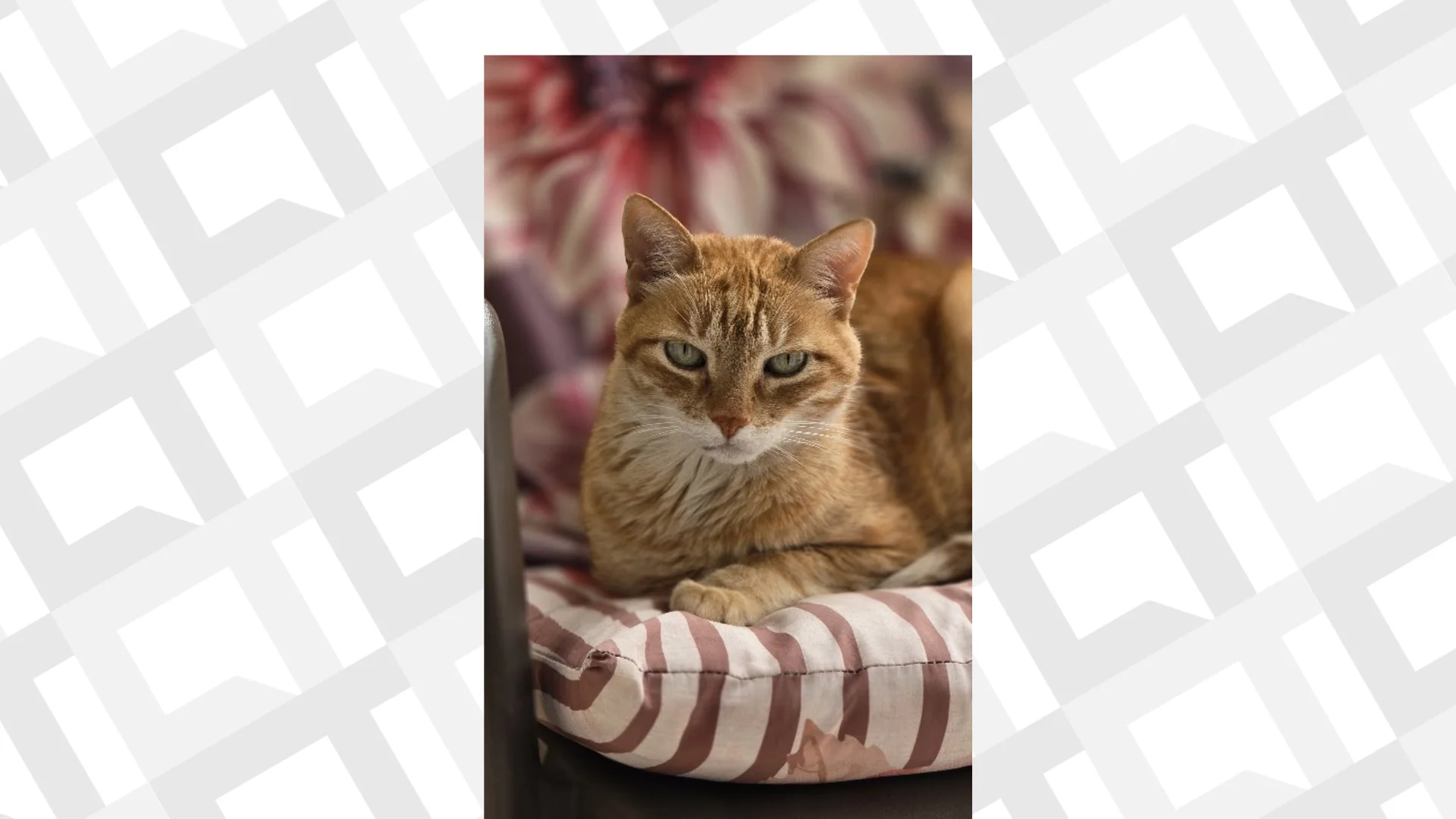 Foto gato