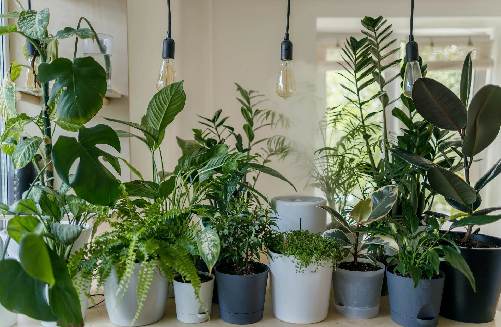 Como usar o Gemini para ajudar a cuidar das plantas de casa?