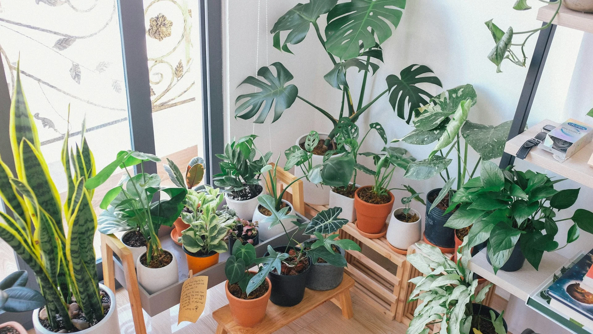 Plantas