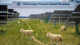 Por que a Volkswagen "contratou" ovelhas para trabalhar em uma fábrica?